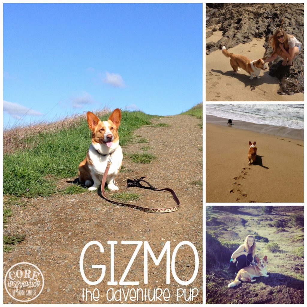 Gizmo on his various hiking adventures. 